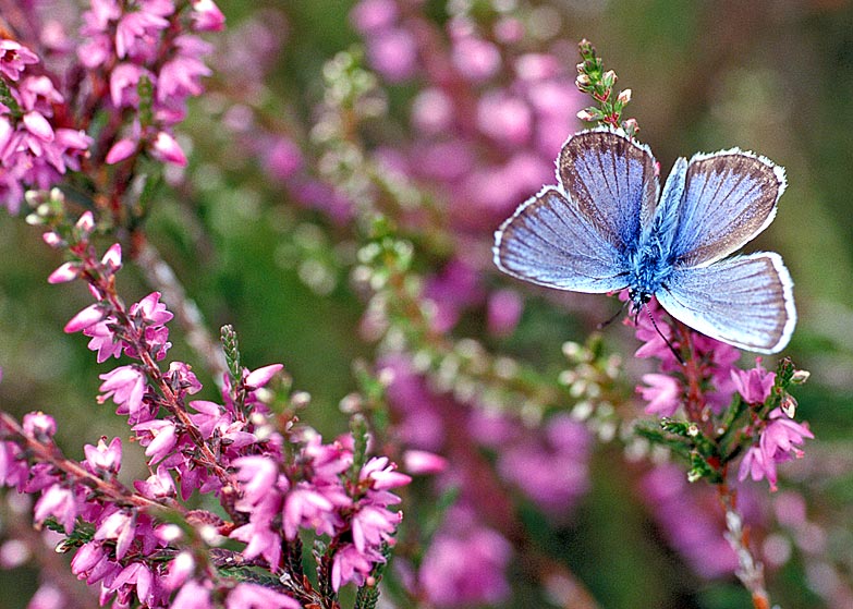 Besenheide mit Bläuling
