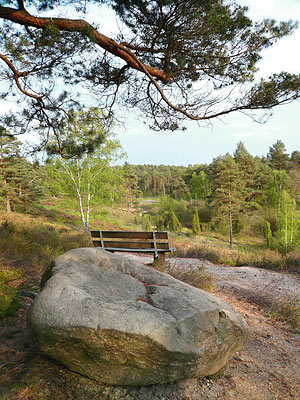 Heidberg im Frühling