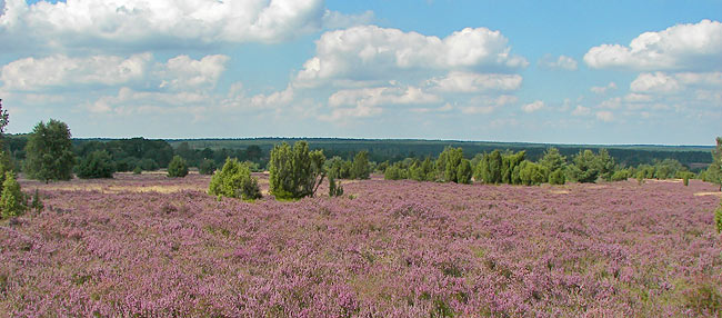 Lüneburger Heide