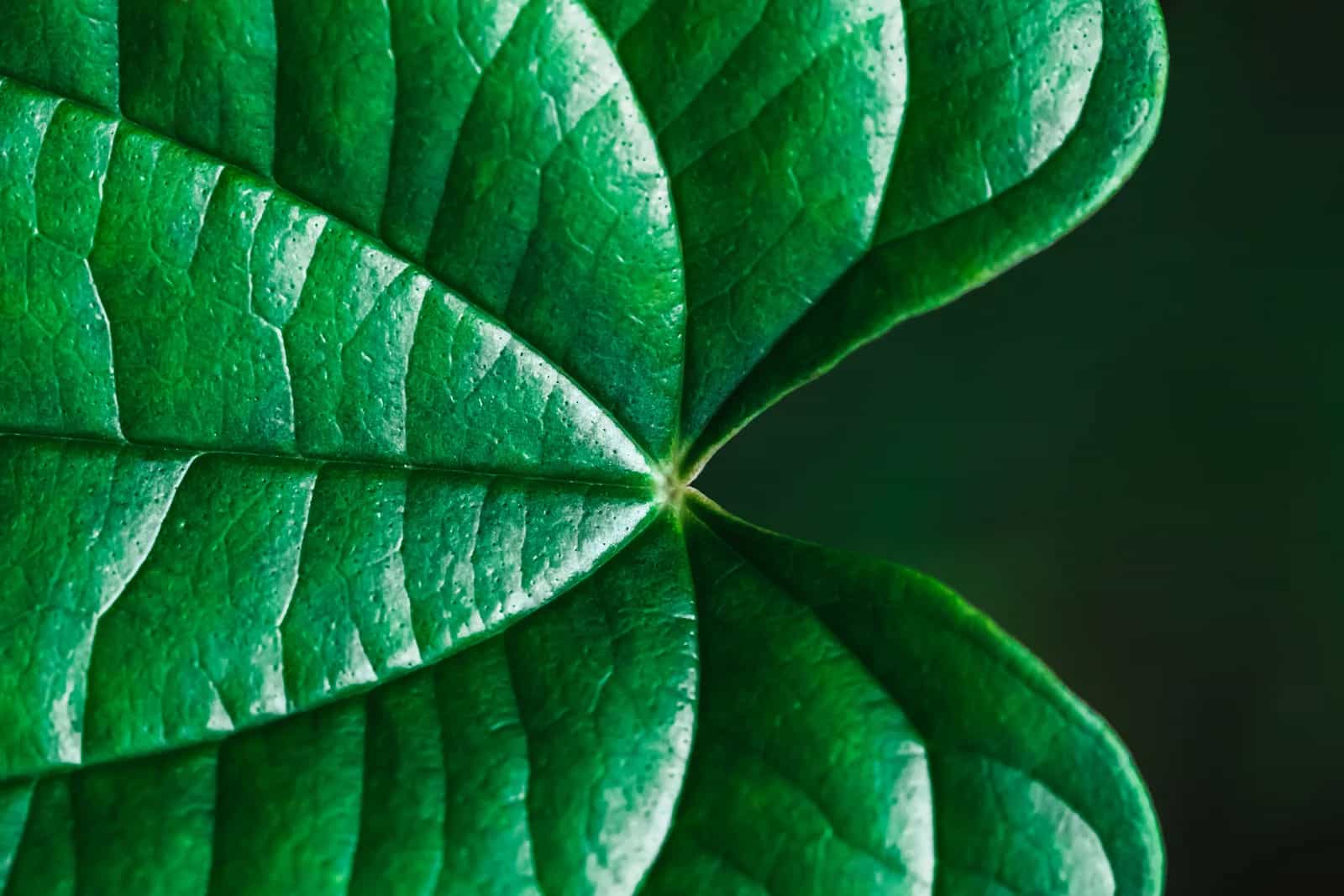 Achtsamkeit für Genießer