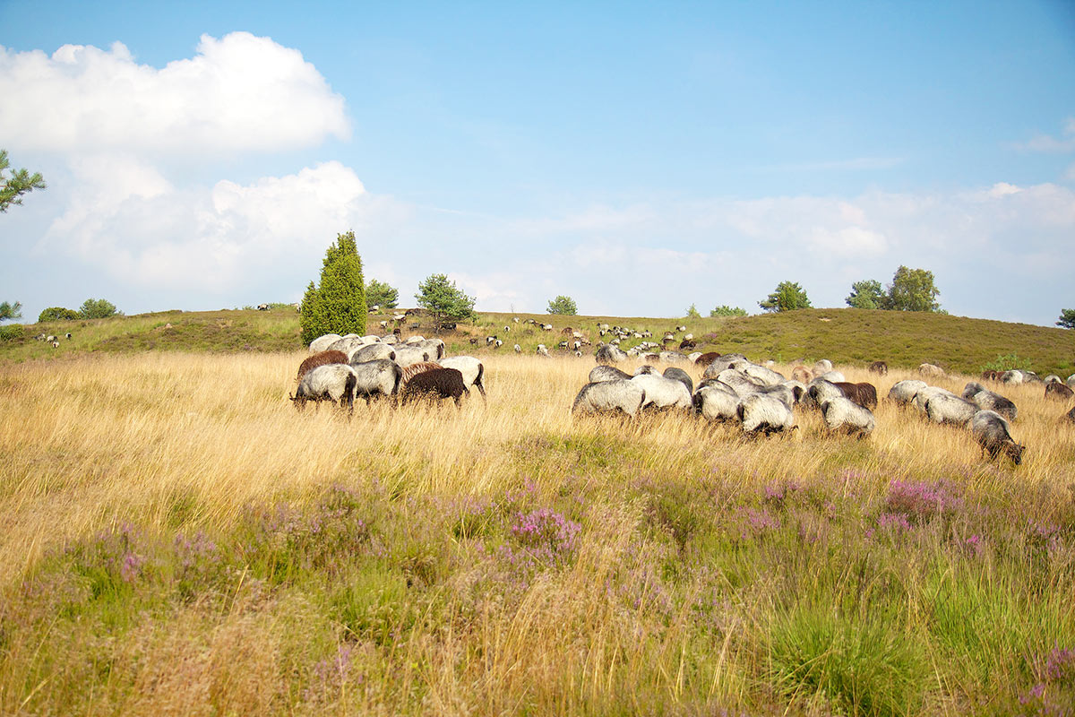 Heidschnucken-Wanderweg