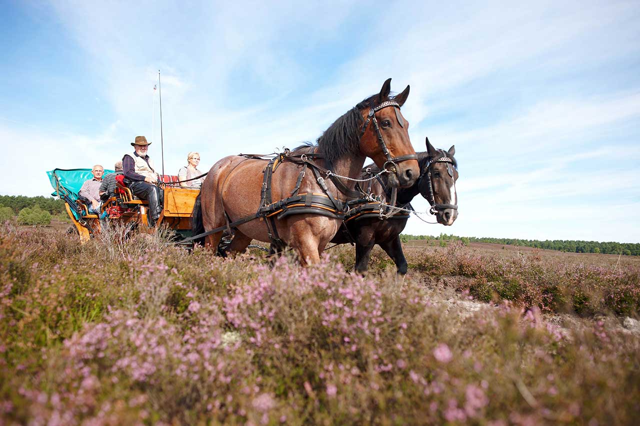 Kutschfahrten durch die Lüneburger Heide