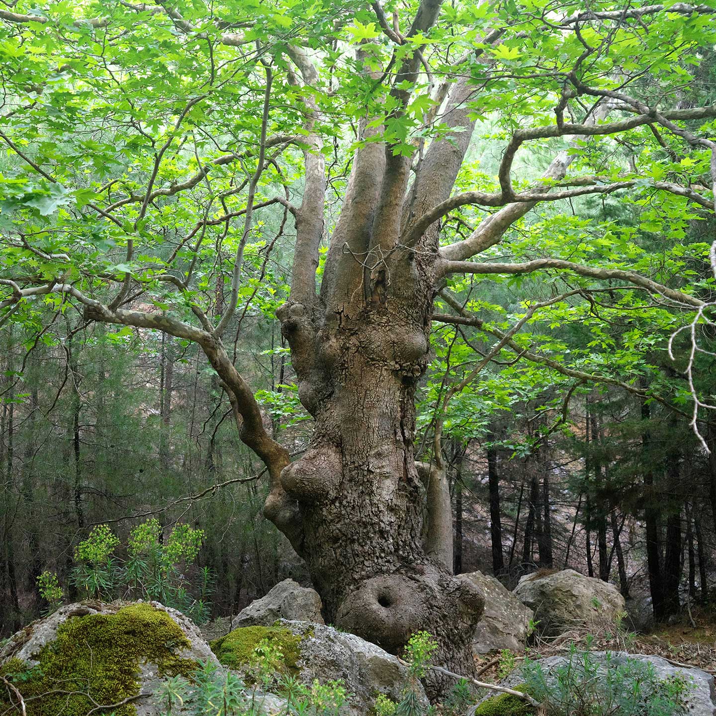 Shaman Practitioner Aufbaumodul „Natur- und Heilrituale“