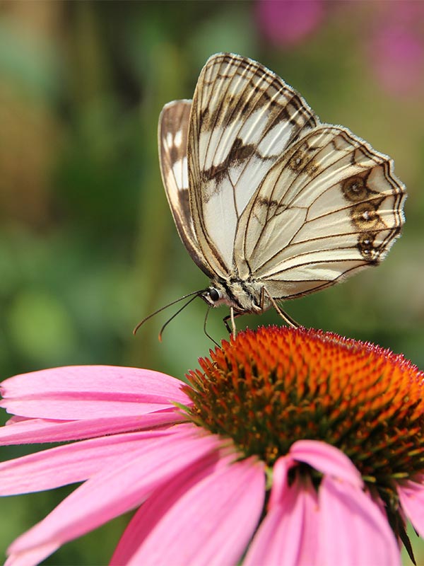 Green Investment Biohotel Spöktal